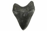 Fossil Megalodon Tooth - South Carolina #170328-2